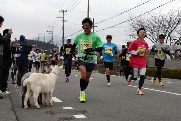 サングラスをかけたランナーが沿道にいる繋がれた子ヤギ2匹を見ながら走っている写真